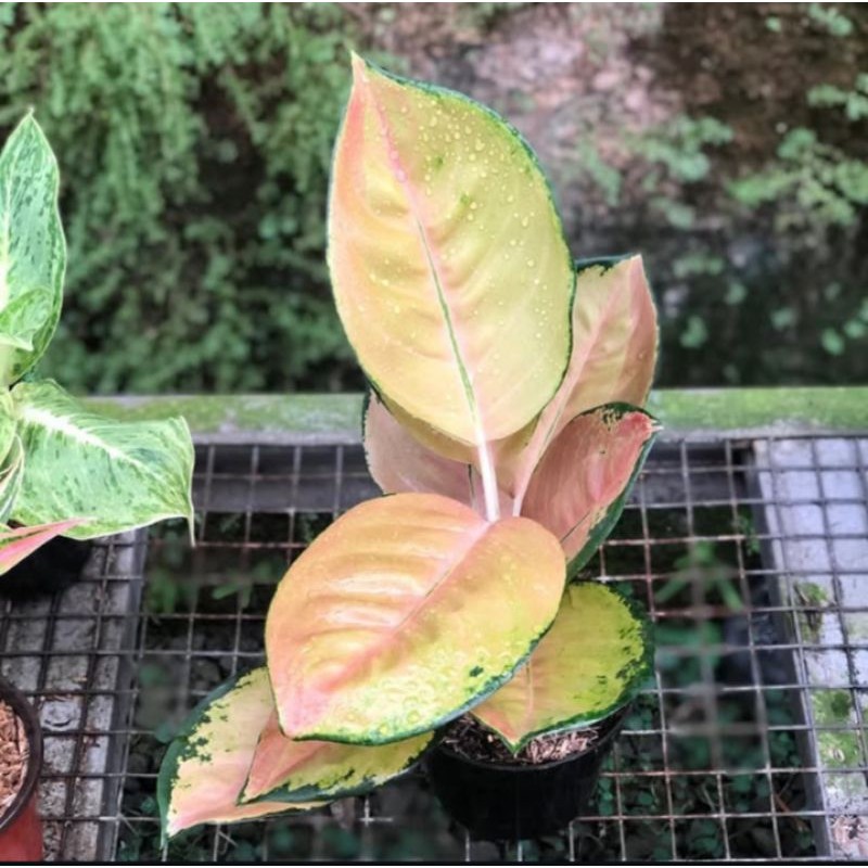 aglonema sultan brunai