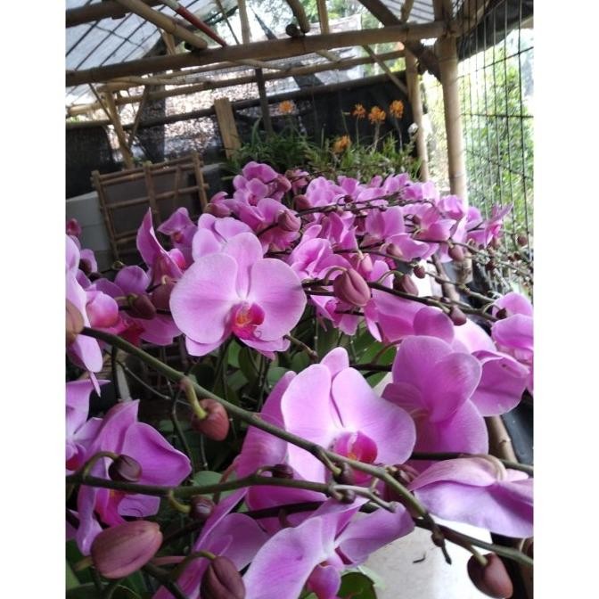 ANGGREK POT | ANGGREK HIDUP | ANGGREK BUNGA | BUNGA ANGGREK Terlaris