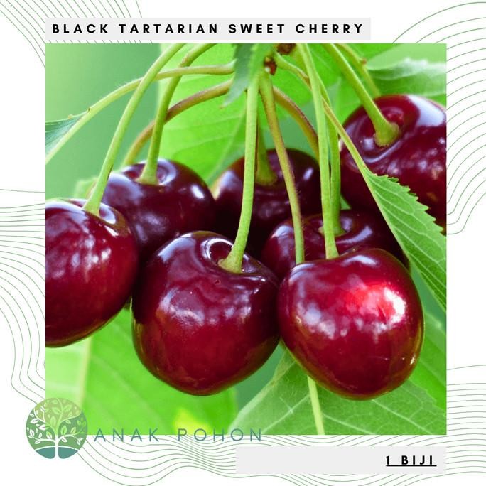 Benih Bibit Biji - Buah Ceri Hitam Manis Black Tartarian Sweet Cherry (Prunus avium) Seeds - IMPORT 