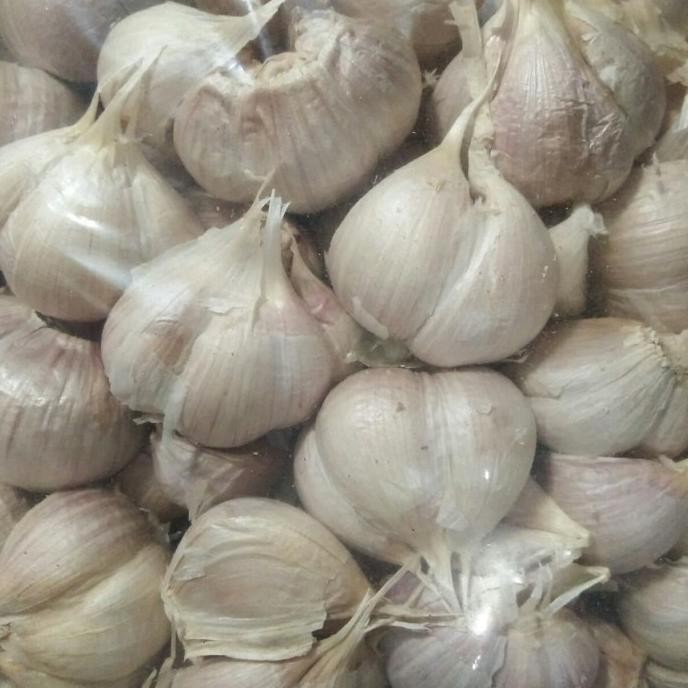 

bawang putih kating murah
