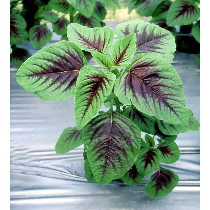 Benih / Bibit / Biji - Bayam Belang (Tiger Spinach) - IMPORT murah