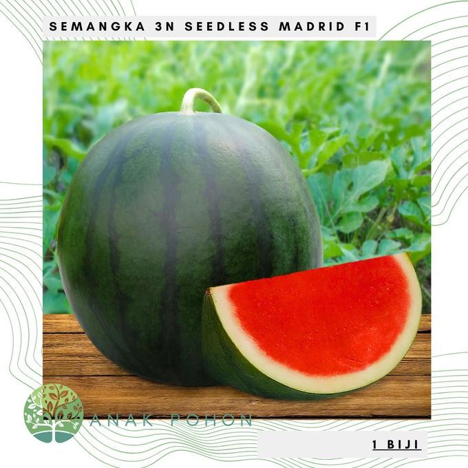 Benih Bibit Biji - Semangka 3N MADRID F1 Hibrida Non Biji Seedless murah