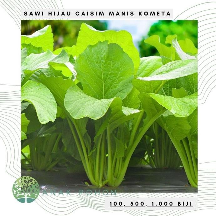 Benih Bibit Biji - Sawi Hijau Manis Kometa / Sawi Bakso Mie Ayam Seeds murah