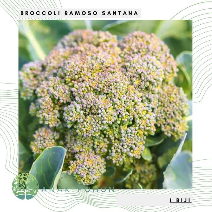 

Benih Bibit Biji - Broccoli Ramoso Santana Brokoli Seeds - IMPORT murah