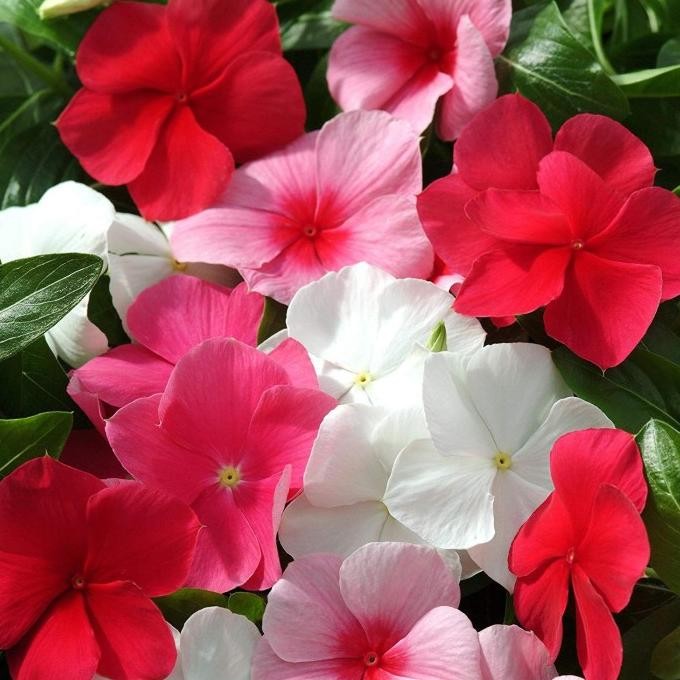 Benih Bibit Biji - Bunga Vinca Rainbow Mix Flower Seeds - IMPORT murah