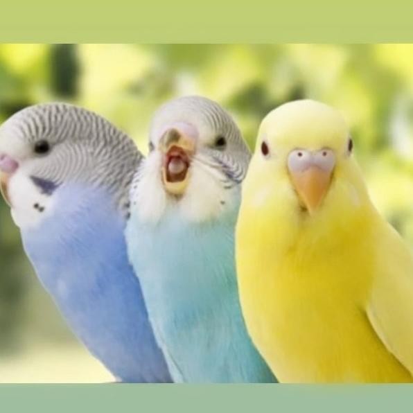 burung parkit warna cerah dewasa sepasang pilihan murah