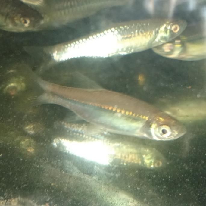 (Good) ikan wader pari hidup,4-5cm