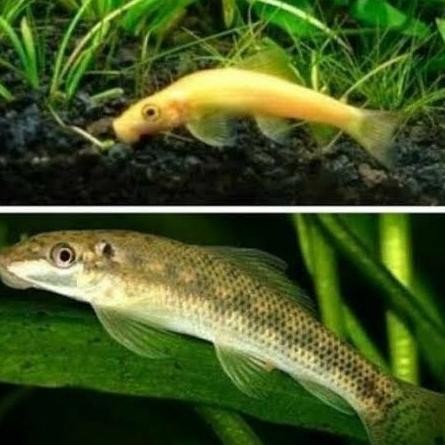 (Good) Ikan CAE Pembersih Algae Chinese Algae Eater