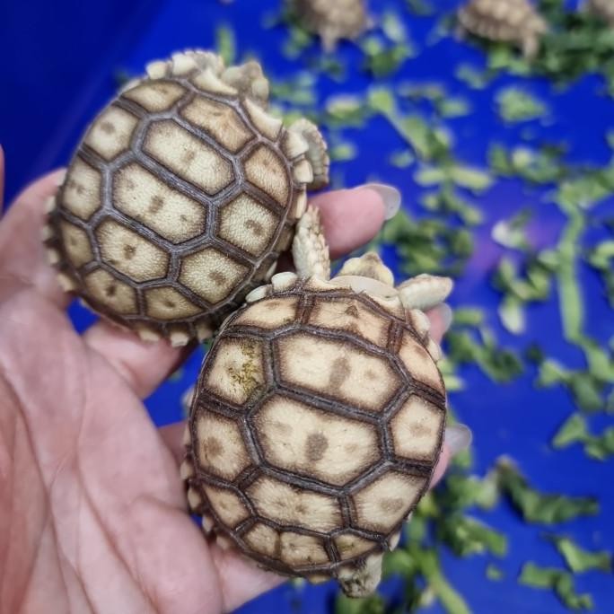 Sulkata baby 4.5-5cm , sulcata
