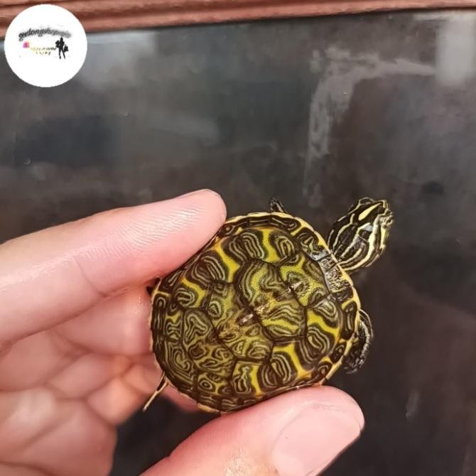 RED BELLY NELSONI KURA MURAH