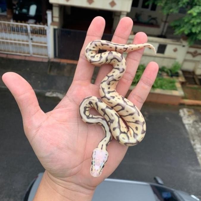 ball python super pastel spider/ ball phyton super pastel spider