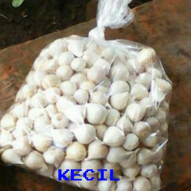 

Bawang Putih Tunggal/Bawang Lanang 250gram Herbal alami [terbaik]