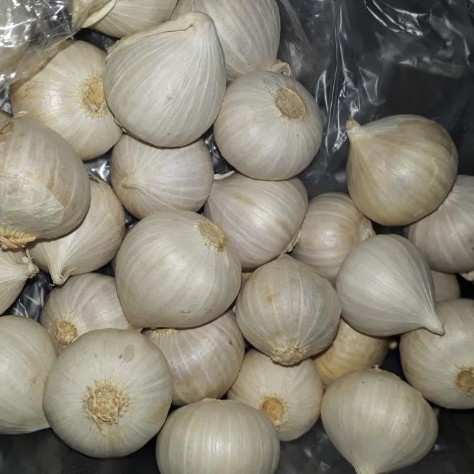Bawang Putih Tunggal Super/Bawang Lanang [terbaik]