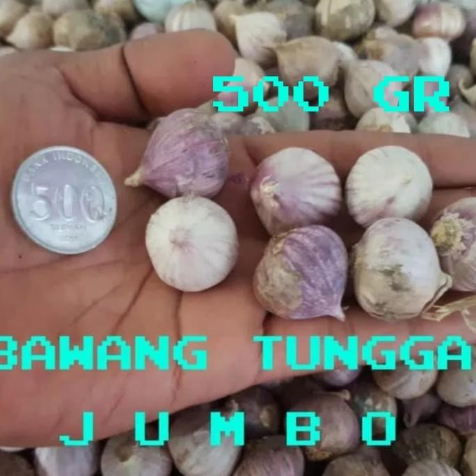 

BAWANG PUTIH TUNGGAL/BAWANG LANANG SUPER UKURAN BESAR 500GR [terbaik]
