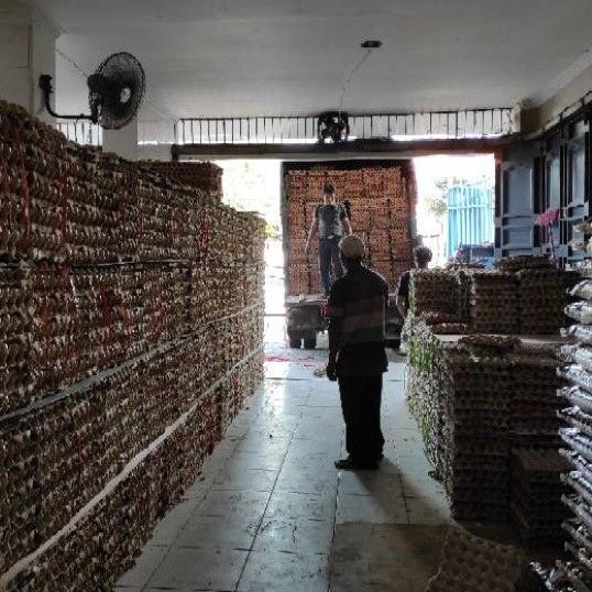 

Tr24 Telur Ayam Negeri Per Kg Segar Supplier Telur Hen - Hen