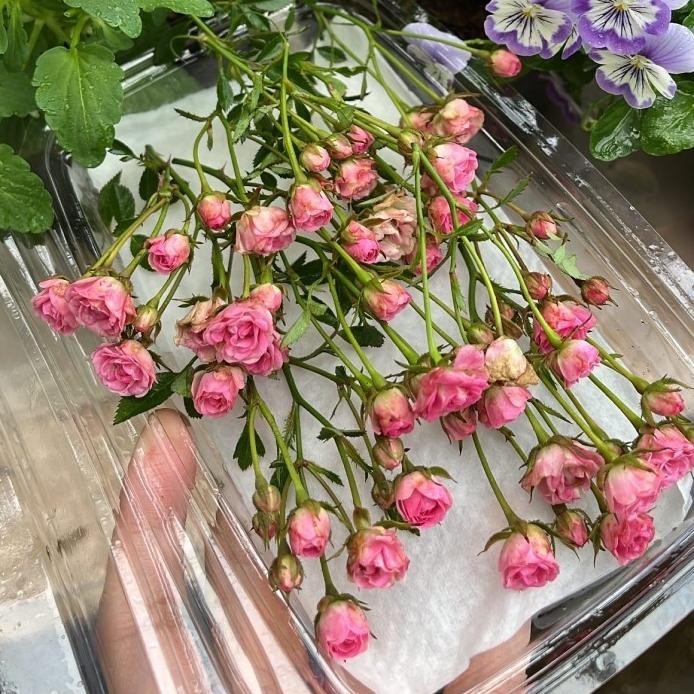 

Baby rose edible flower murah