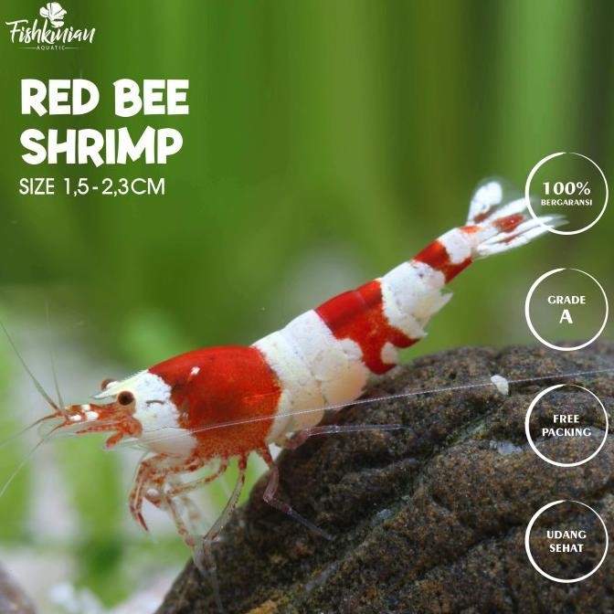 Murah Udang Hias Merah Aquascape Aquarium - RED BEE SHRIMP Non COD