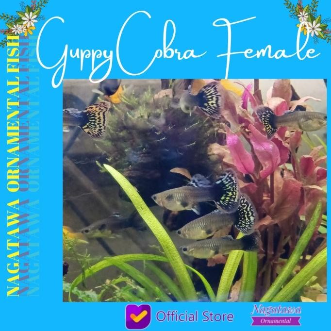 Murah Ikan Hias Aquascape Guppy Cobra Big Ear Betina Size M Non COD