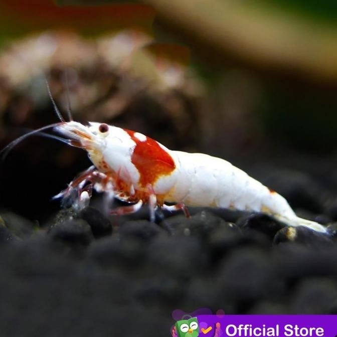 Murah Udang Hias Merah Aquascape Red Mosura Caridina Non COD