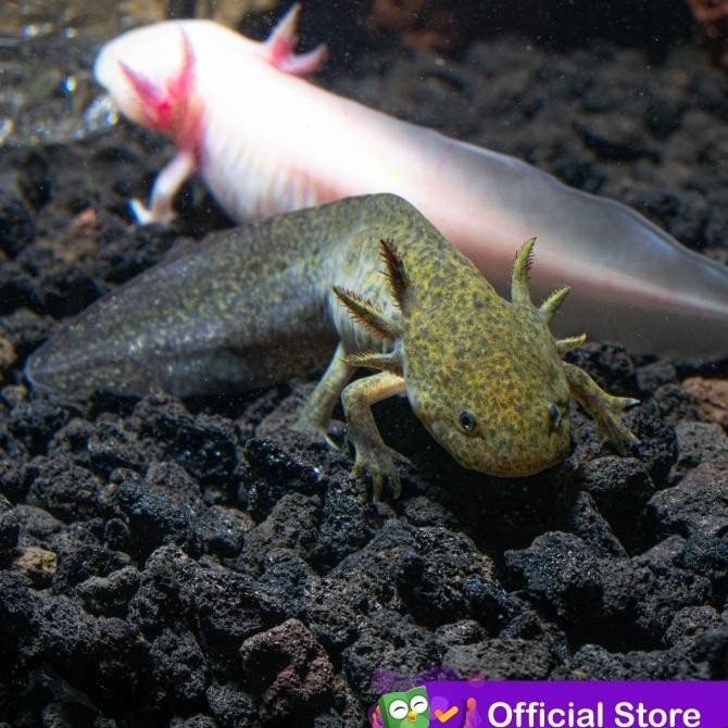 Murah Axolotl Tiger / Marble Dogfish Salamander Walking Fish Non COD