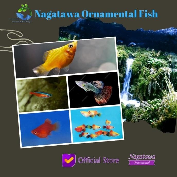 Murah Paket 5 Ikan Hias Aquascape Moly, Guppy, Platy ,Tetra Non COD