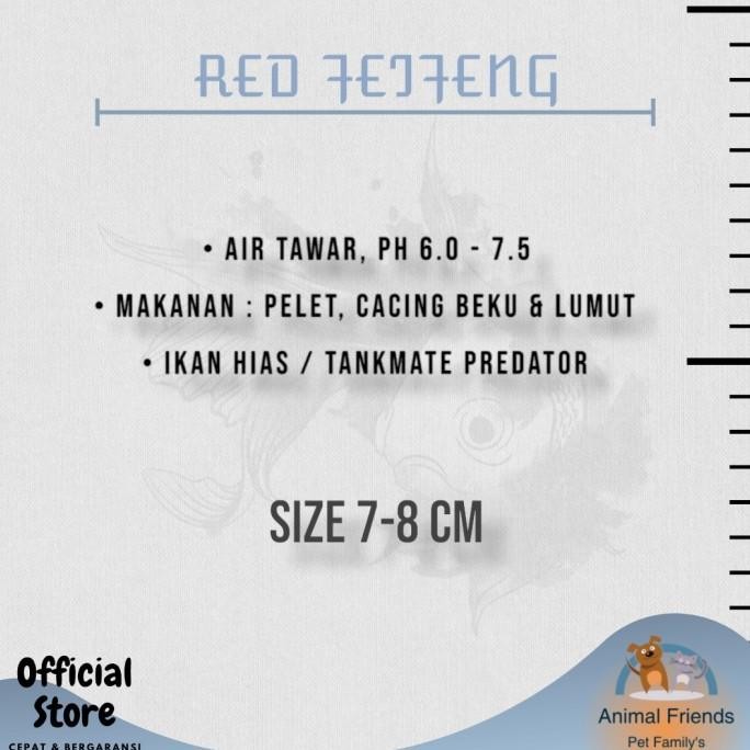 Murah Ikan Hias Red Feifeng / Ikan Hias RFF Non COD