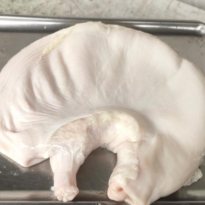 

Promo Tito Babi / Cutu / Lambung Babi