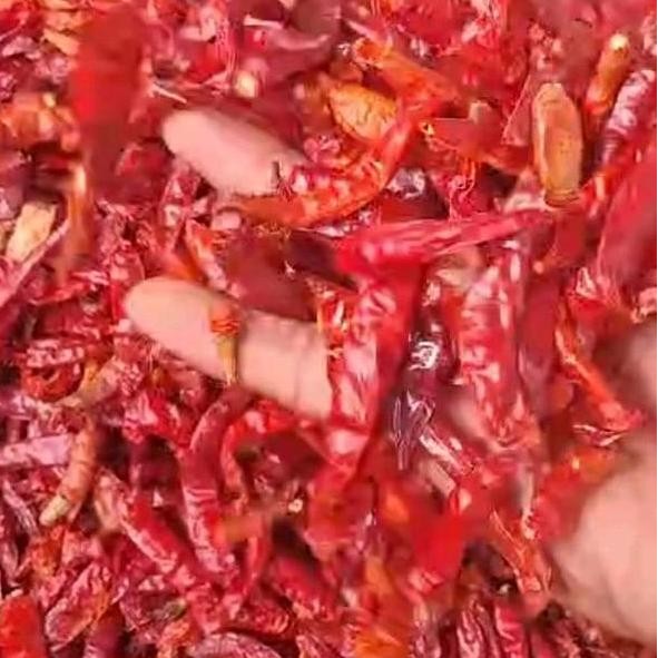 

Cabe Teja Cabe Ering Ebla Peda Cabai 1 G