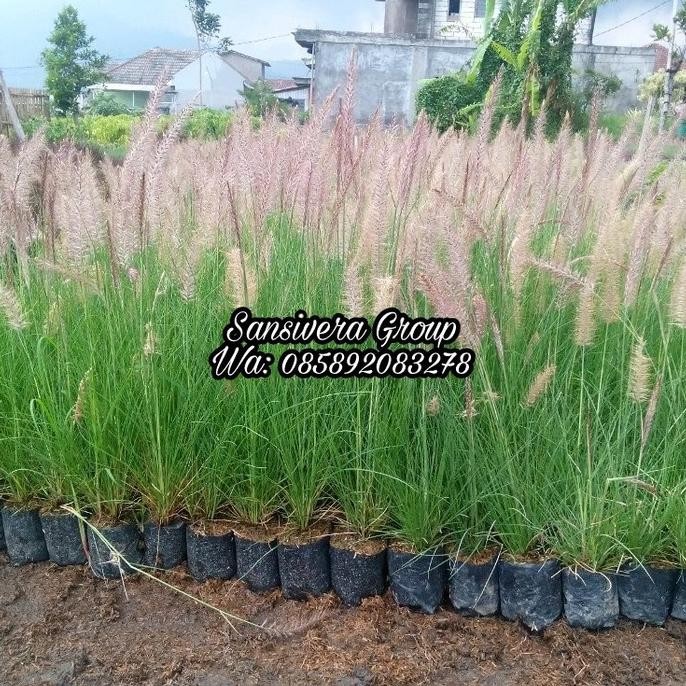[Good] Tanaman Imperata Cylindrica / ilalang Ekor Kuda / Rumput Buntut Kuda