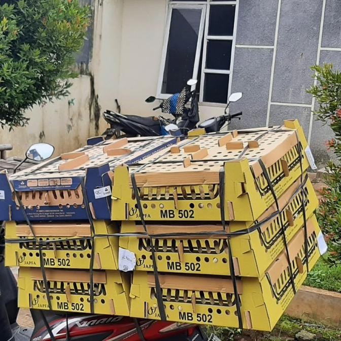 Bisa Grab Doc Ayam Pejantan Pt Japfa Mb502 Eceran 1 Box