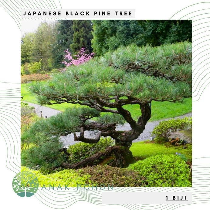 fresh  Benih Bibit Biji - Pohon Japanese Black Pine / Pinus Hitam Jepang (Pinus thunbergii) Exotic T