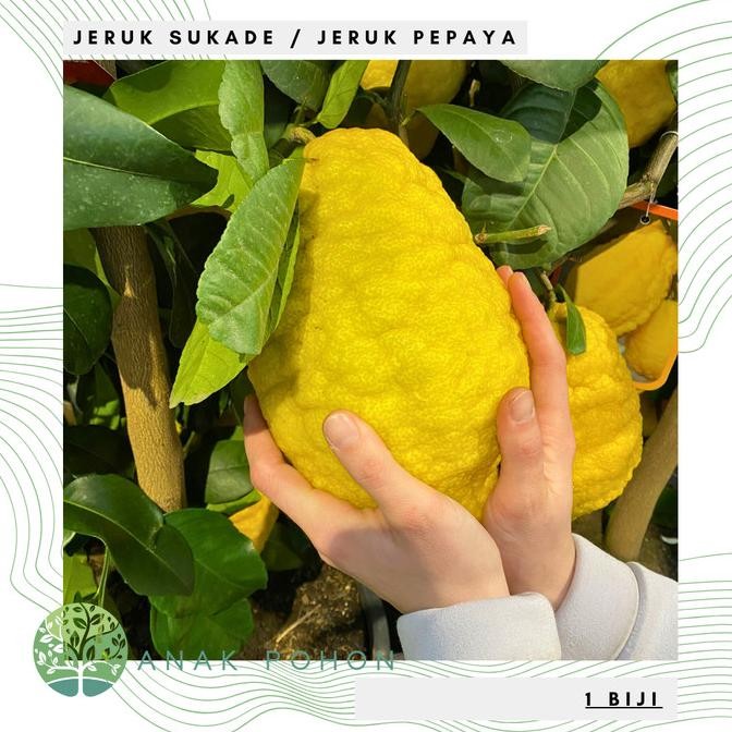 fresh  Benih Bibit Biji - Buah Jeruk Sukade / Jeruk Pepaya Citrus (Citrus medica) Fruit Seeds - IMPO