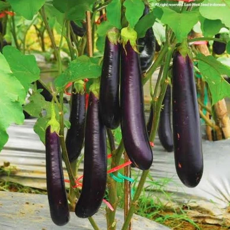 Bisa Cod Isi 25 Biji Biji Benih Terong Ungu Yumi F Benih Terong Favorit Petani Bibit Sayuran ,,,