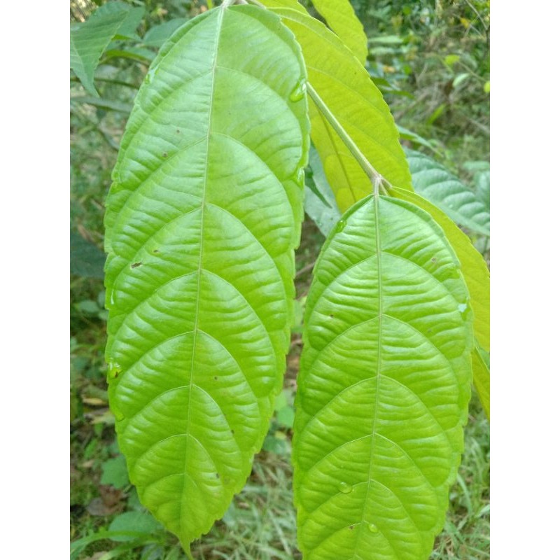 

daun girang seger 100 lembar