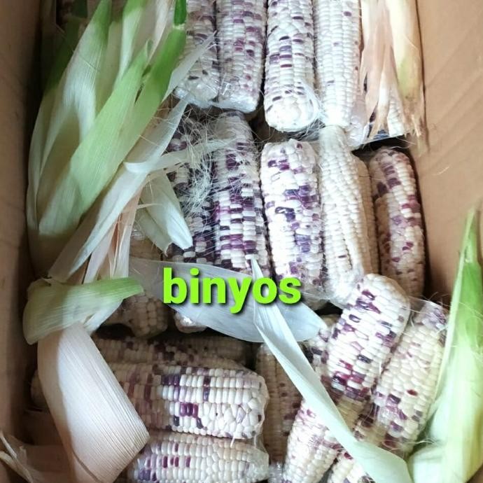 

Jagung Ketan Putih Ungu nUg