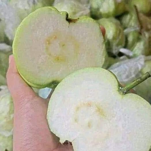 

jambu kristal tanpa biji nUg
