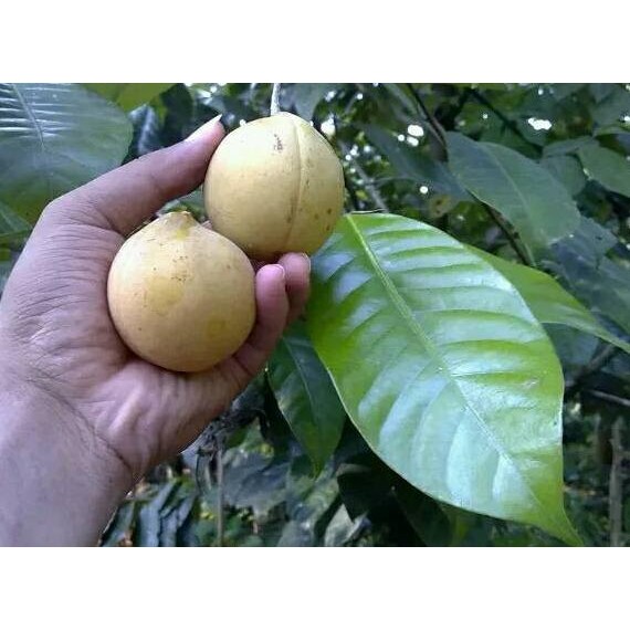 

buah pala segar asli bogor 1 kg nUg