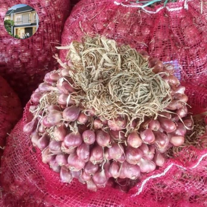 [[ RASTASTR / BIBIT A1 BAWANG MERAH BREBES BERSERTIFIKAT DINAS PERTANIAN JATENG BEST SELLER