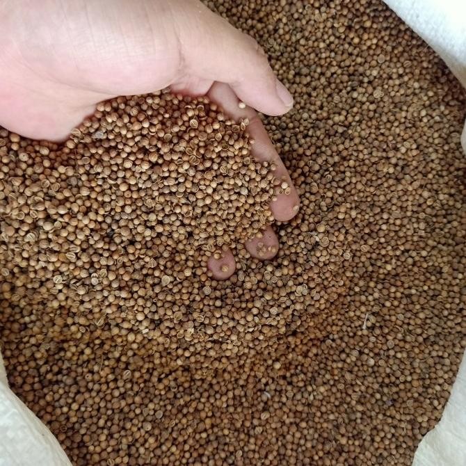 

Ketumbar Hitam Murni Premium 1 KG Kilo Sangat Wangi Asli!! nUg