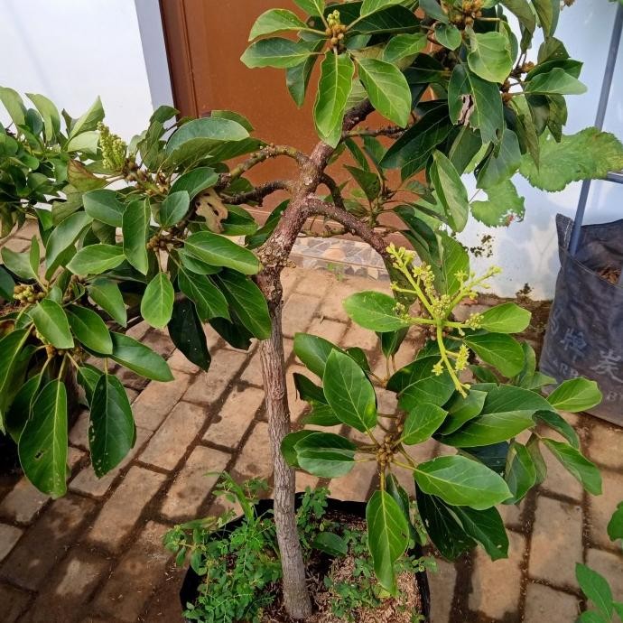 bibit tanaman alpukat subang kelud tinggi 1 m berbunga siap berbuah