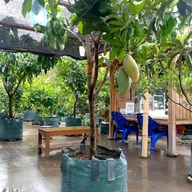 BIBIT TANAMAN BUAH MANGGA MAHATIR BERBUAH BERBUNGA