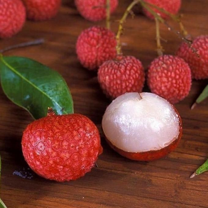 bibit tanaman buah leci merah batang besar