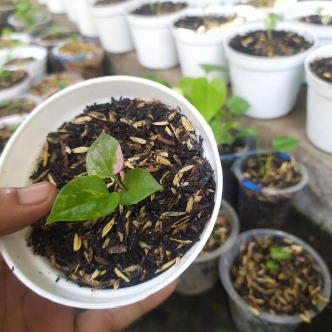 Tanaman Bibit Anthurium Hookeri pink
