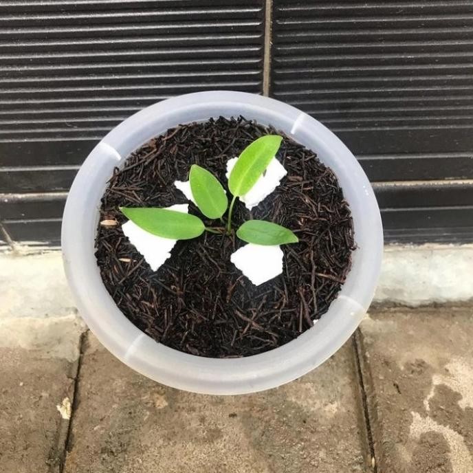 Tanaman Hias Anturium Warocqianum / Anturium lidah Gajah / Bibit