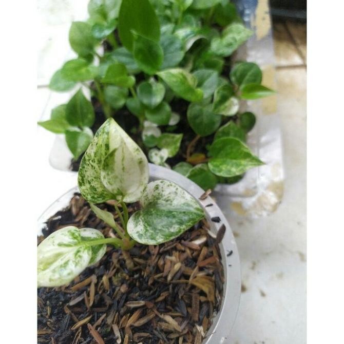 Tanaman Hias Anthurium Hookeri Pink Bibit