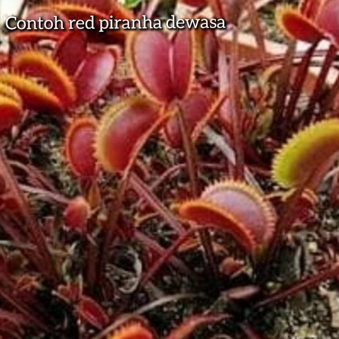 venus fly trap vft tanaman pemakan serangga bibit tanaman carnivora