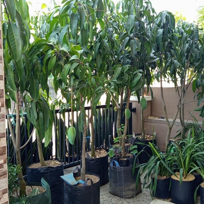 bibit tanaman buah mangga kiojay sudah berbuah tinggi 2-3meter