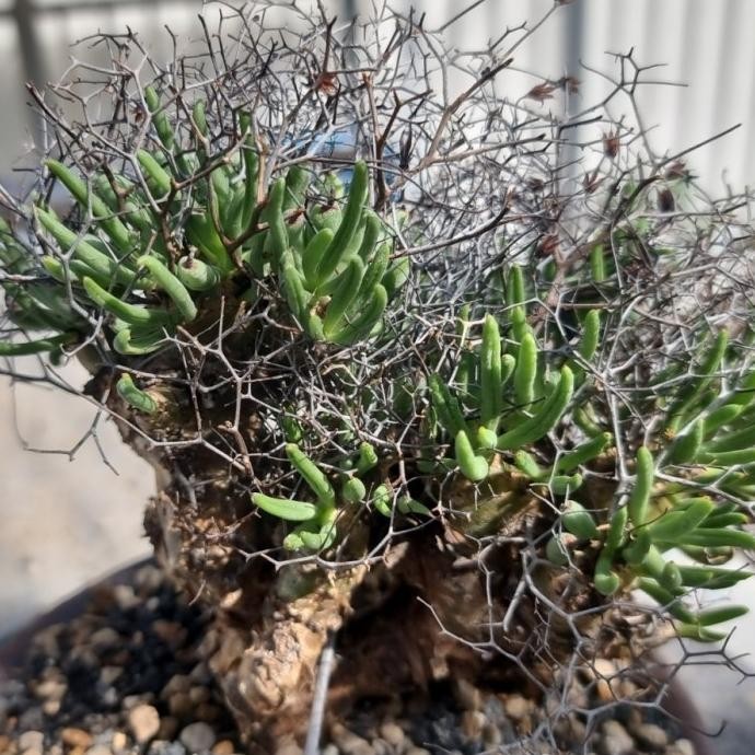 RARE [BIBIT TANAMAN LANGKA SUKULEN IMPORT] Tylecodon Reticulatus