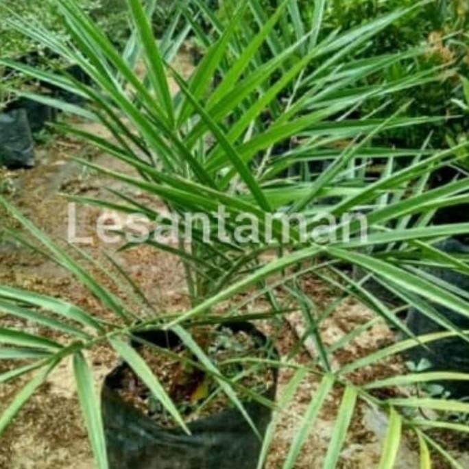TANAMAN HIAS PALM KENARI/BIBIT POHON PALEM