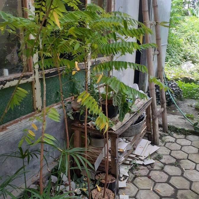 Bibit Tanaman Belimbing Wuluh 2 Meter Siap Berbuah